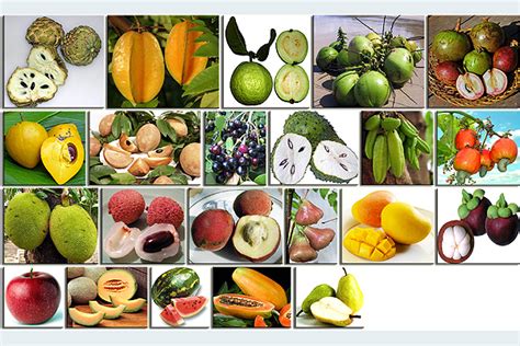 mga prutas sa pilipinas|Fruits of the Philippines: Mga Prutas ng Pilipinas!.